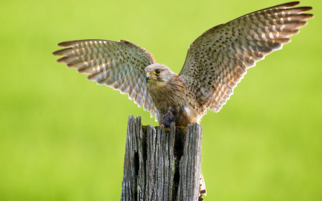 Owl wings spread wooden post free wallpaper for desktop - medium preview image