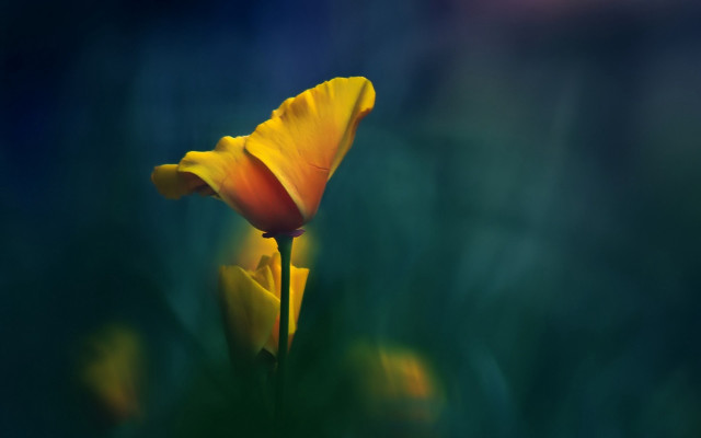 Yellow flower green background blurry #4 free wallpaper for desktop - medium preview image