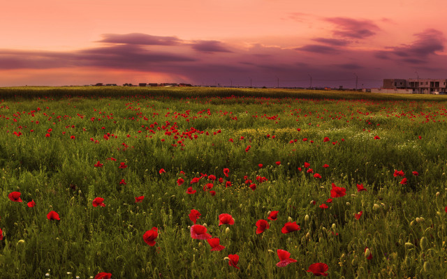 Red flowers sunset building landscape free wallpaper for desktop - medium preview image