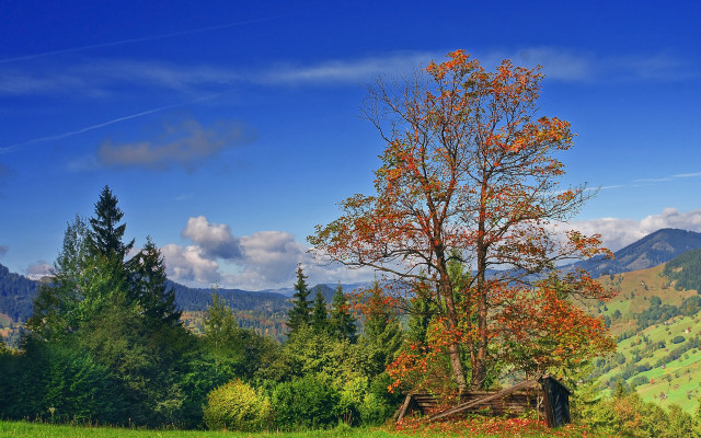 Tree field mountains clouds autumn free wallpaper for desktop - medium preview image