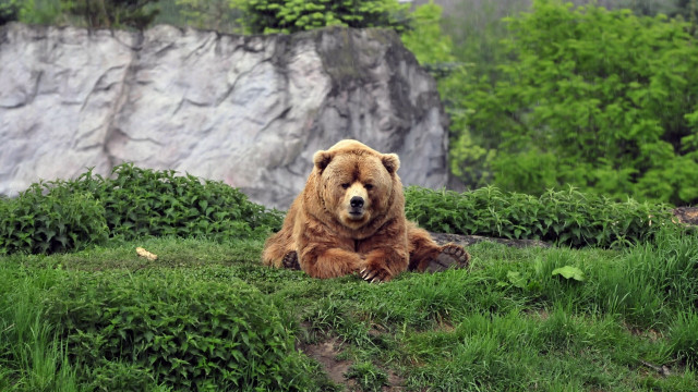 Brown bear lush green hillside free wallpaper for desktop - medium preview image