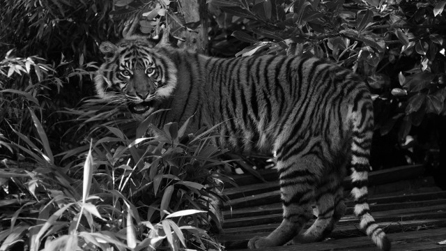 Tiger forest monochrome sharp teeth free wallpaper for desktop - medium preview image