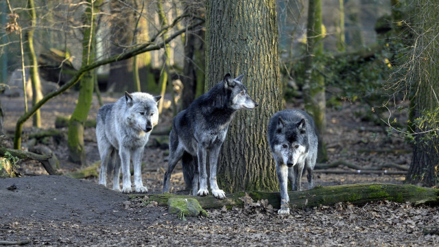Three wolves forest tree log free wallpaper for desktop - medium preview image
