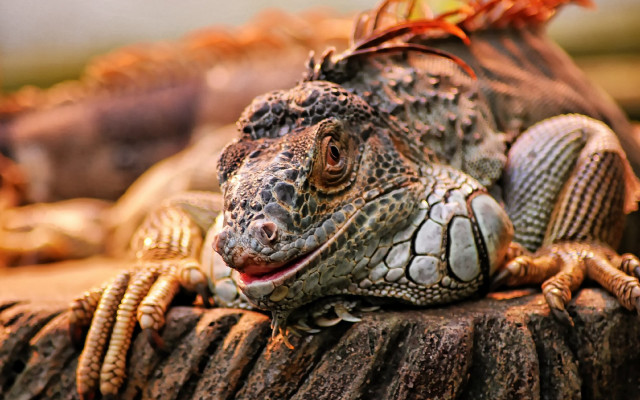 Large lizard wooden stump red free wallpaper for desktop - medium preview image