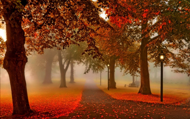 Foggy park bench trees autumn free wallpaper for desktop - medium preview image