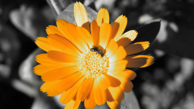 Yellow flower bee macro blurry #2 free wallpaper for desktop - medium preview image