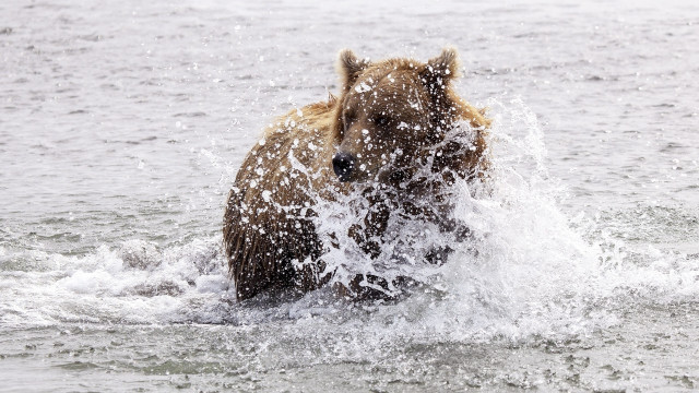 Brown bear splashing water ocean free wallpaper for desktop - medium preview image