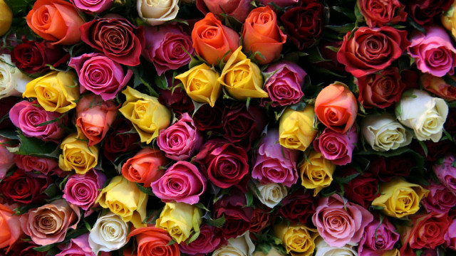 Multicolored roses wall pattern center free wallpaper for desktop - medium preview image