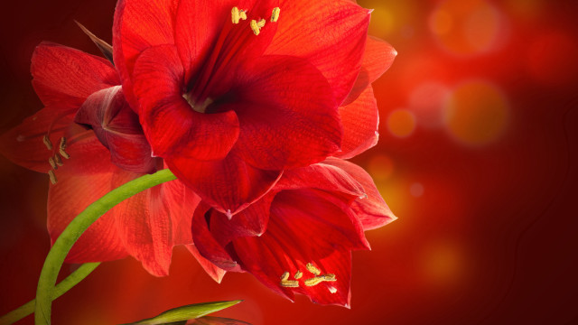 Red flower green stem photorealism free wallpaper for desktop - medium preview image