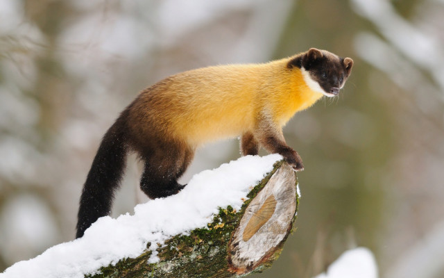 Yellow black animal snow branch free wallpaper for desktop - medium preview image