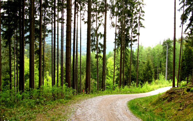 Dirt road forest trees gravel free wallpaper for desktop - medium preview image