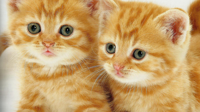 Orange kittens green eyes white free wallpaper for desktop - medium preview image