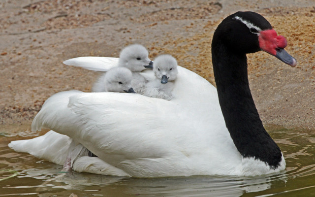 Swan babies pond rockwall redbeak free wallpaper for desktop - medium preview image