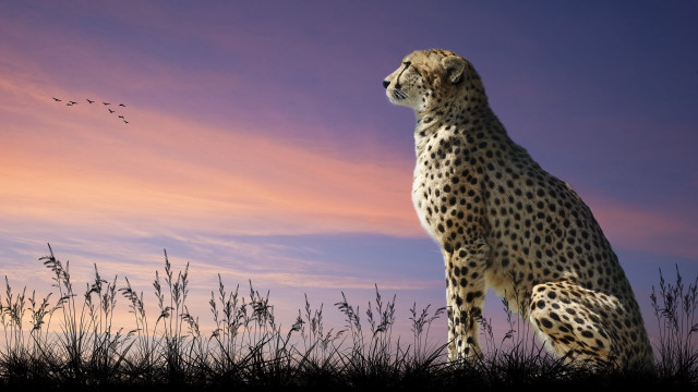 Cheetah grass bird sunset rayonism free wallpaper for desktop - medium preview image