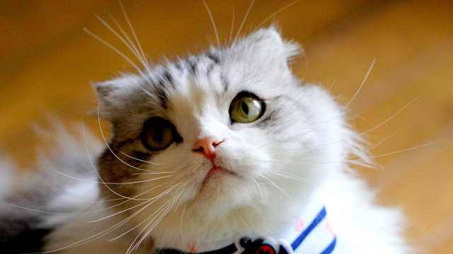 Cat collar looking up serious free wallpaper for desktop - medium preview image