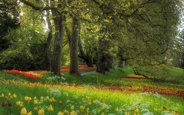 Flower field forest path bench free wallpaper for desktop - medium preview image