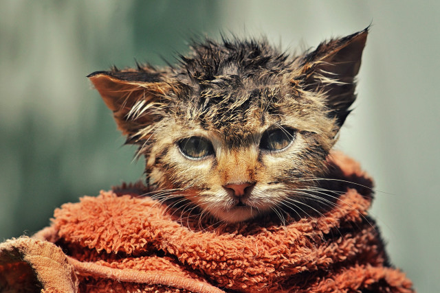Kitten towel sad eyes florianne free wallpaper for desktop - medium preview image
