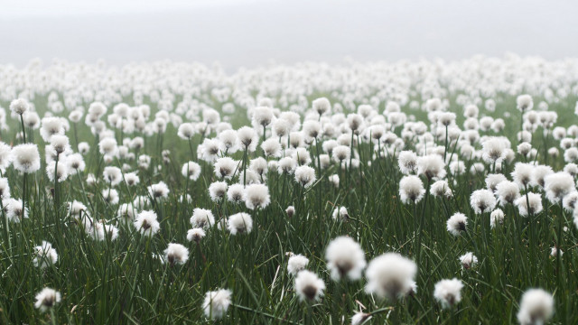 White flower field foggy shallow free wallpaper for desktop - medium preview image