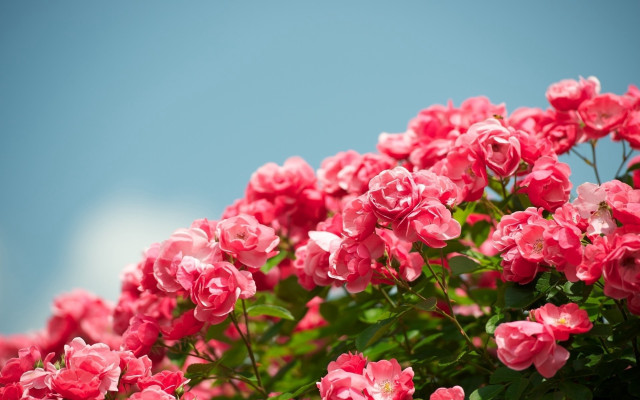 Pink flowers blooming sunny blue free wallpaper for desktop - medium preview image