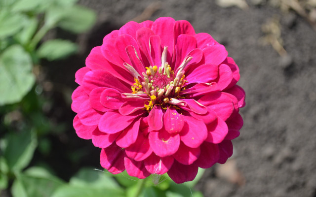 Pink flower garden blurry bokeh free wallpaper for desktop - medium preview image