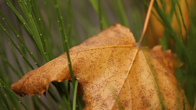 Leaf grass nature macro blurry free wallpaper for desktop - medium preview image