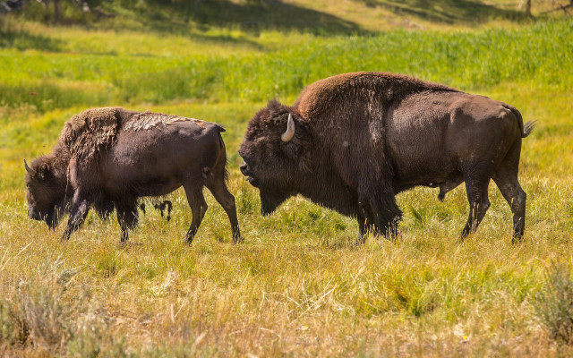 Bison grassy field hill nature free wallpaper for desktop - medium preview image