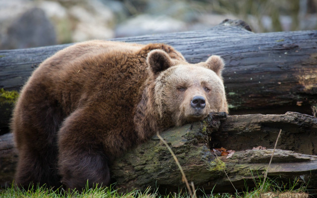 Brown bear leaning log sad free wallpaper for desktop - medium preview image