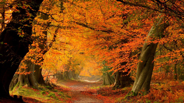Forest path autumn leaves fire free wallpaper for desktop - medium preview image