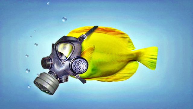 Yellow fish gas mask bubbles free wallpaper for desktop - medium preview image