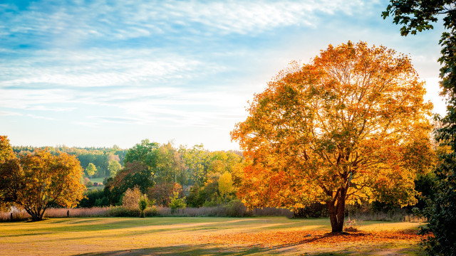 Autumn tree blue sky clouds free wallpaper for desktop - medium preview image