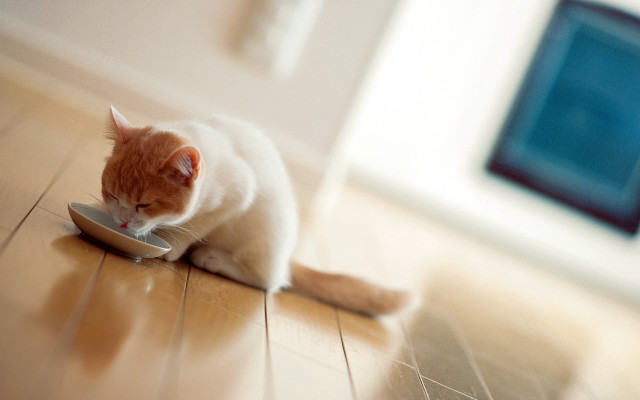 Cat eating bowl floor photorealistic free wallpaper for desktop - medium preview image