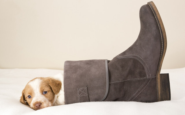 Puppy boot head bed blue free wallpaper for desktop - medium preview image