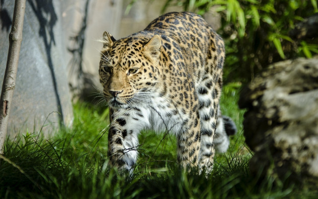 Leopard forest camouflage nature dirt free wallpaper for desktop - medium preview image