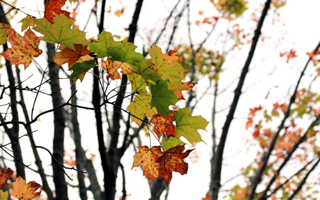 Autumn tree leaves pumpkin window free wallpaper for desktop - medium preview image