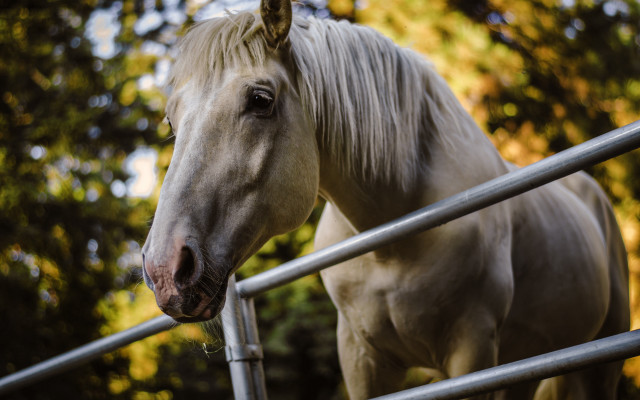 White horse fence forest blurry free wallpaper for desktop - medium preview image