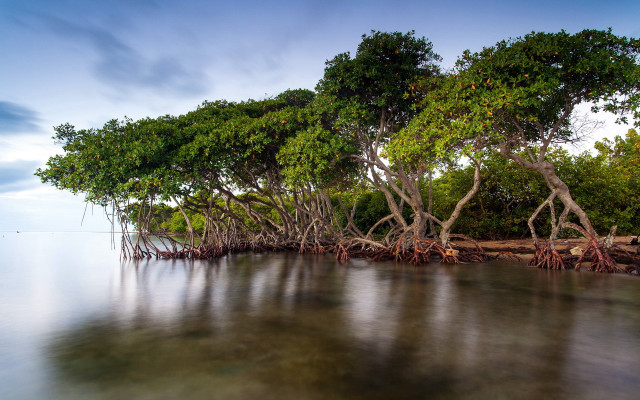 Lake trees reflection cloudy sky free wallpaper for desktop - medium preview image