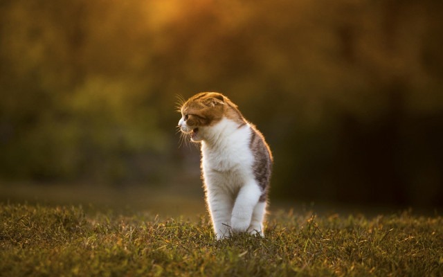 Cat standing green field forest free wallpaper for desktop - medium preview image