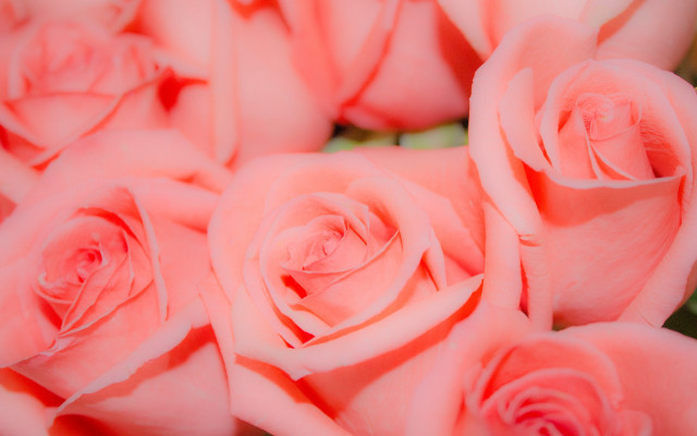 Pink roses closeup macro flower free wallpaper for desktop - medium preview image