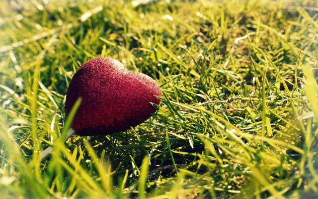 Red heart in grass romantic free wallpaper for desktop - medium preview image