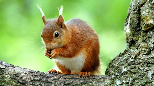 Squirrel eating nut on branch free wallpaper for desktop - medium preview image