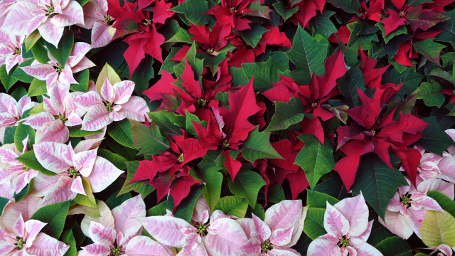 Pink green flower wall color free wallpaper for desktop - medium preview image