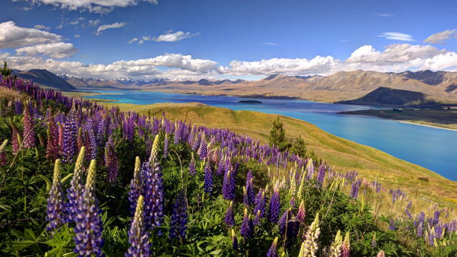 Purple flower lake mountains sky free wallpaper for desktop - medium preview image