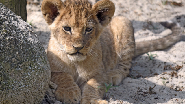 Lion cub sitting rock sand free wallpaper for desktop - medium preview image