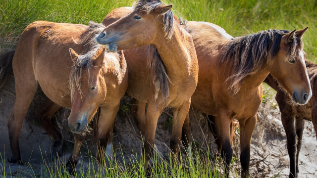 Horses field grass dirt nature free wallpaper for desktop - medium preview image