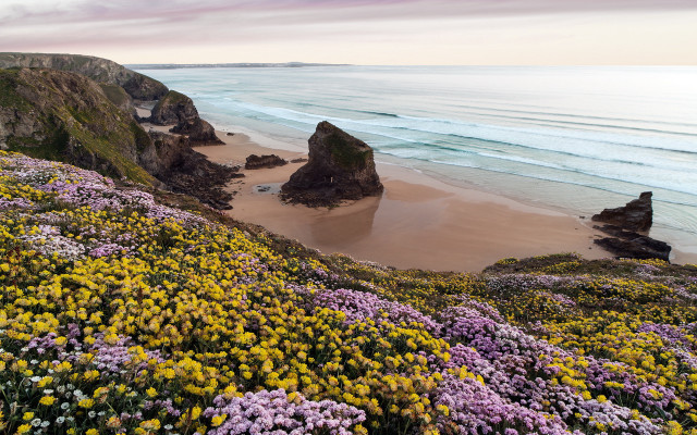 Beach flowers cliff ocean sunset free wallpaper for desktop - medium preview image