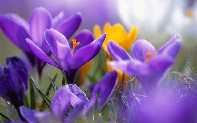 Purple flowers grass yellow background free wallpaper for desktop - medium preview image