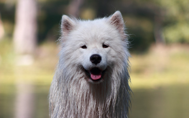 White dog lake background blurry free wallpaper for desktop - medium preview image