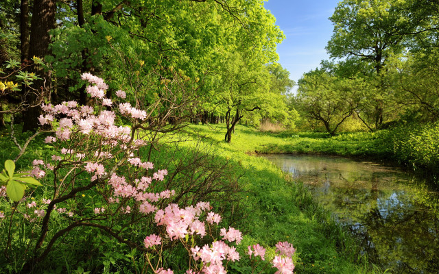 River forest flowers trees green free wallpaper for desktop - medium preview image