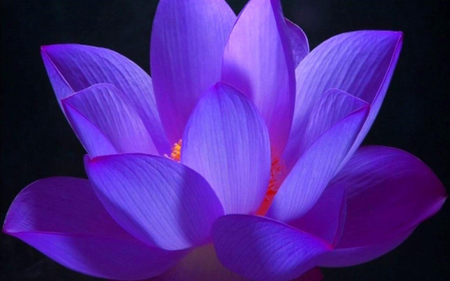 Purple flower macro shiny black free wallpaper for desktop - medium preview image