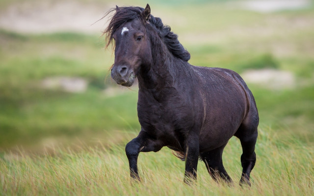 Black horse running grassy field #2 free wallpaper for desktop - medium preview image